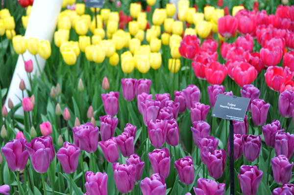 Tulipa 'Dazzling Sensation', Willem-Alexander Pavilion, Keukenhof