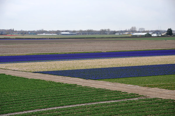 View of the bulb fields from the Keukenhof Windmill