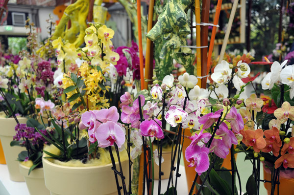 Orchids - Pavillon Beatrix, Keukenhof