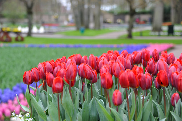 Red tulips, Keukenhof