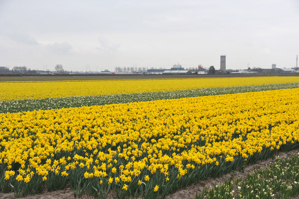 Narciccus bulb fields, Loosterweg Noord, Lisse