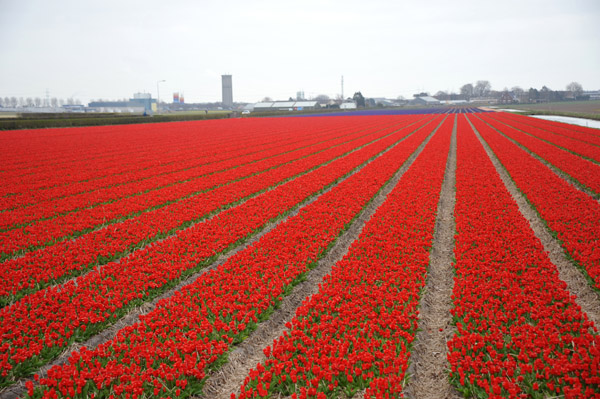 Red tulip bulb fields, Loosterweg Noord, Lisse