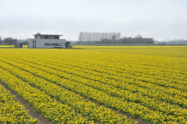 Yellow flower fields, Loosterweg Noord, Lisse