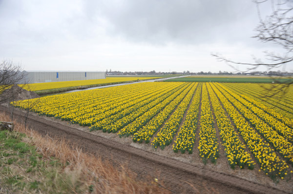 Yellow flower fields, Loosterweg Noord, Lisse