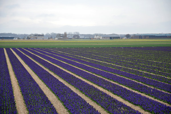 Purple bulb fields, Hillegom