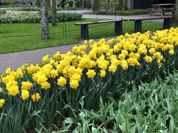 Keukenhof