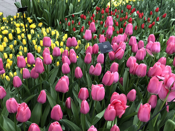 Tulips 'Big Love', Willem-Alexander Pavilion, Keukenhof