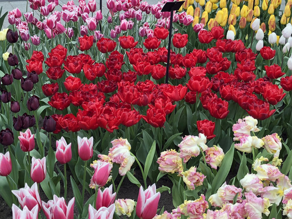 Willem-Alexander Pavilion, Keukenhof