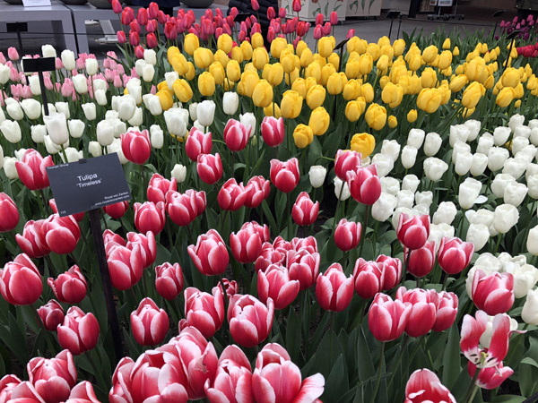 Tulipa 'Timeless', Willem-Alexander Pavilion, Keukenhof