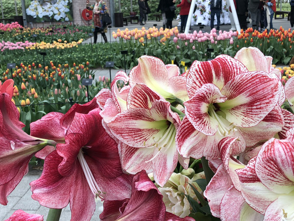 Willem-Alexander Pavilion, Keukenhof