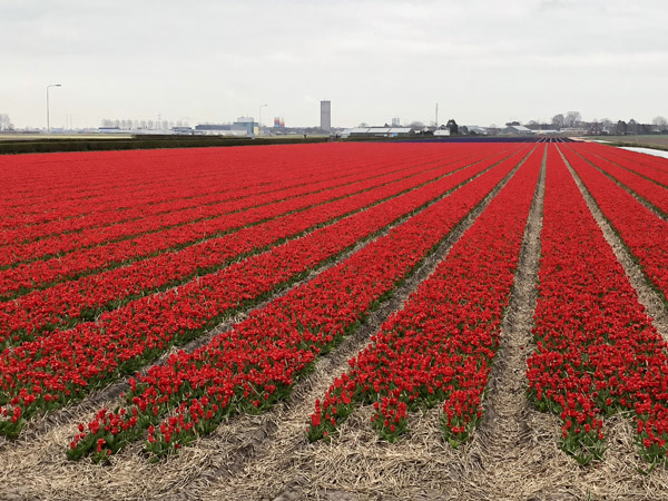 Red tulip bulb fields, Loosterweg Noord, Lisse