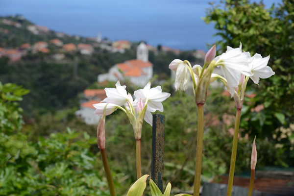 Madeira May17 237.jpg