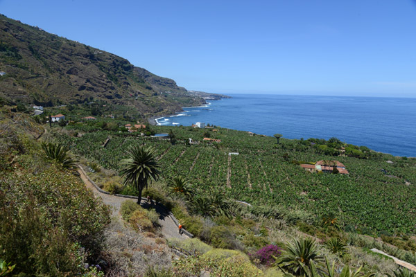 Banana plantation, Mirador de San Pedro, Los Reallejos, Tenerife