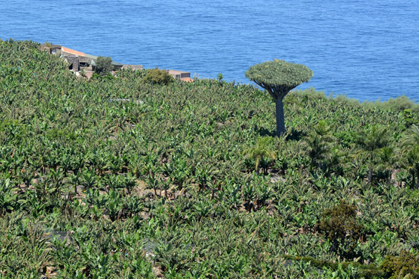 A lone Dragon Tree rising from the bananas, Los Reallejos, Tenerife