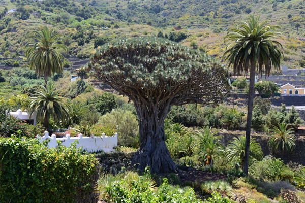 El Drago Milenario, ancient Dragon Tree 22m tall with a 10m diameter trunk