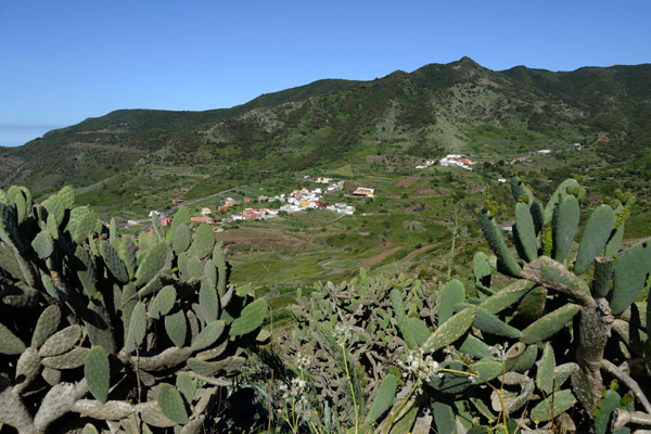 Prickly Pear Cactus, Las Portelas, Camino las Barreras, Tenerife