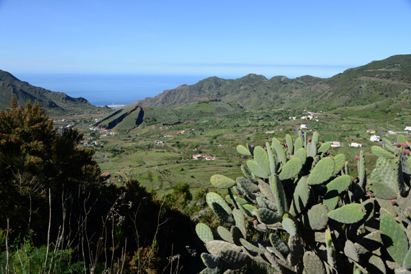 Prickly Pear Cactus, Mirador Altos de Baracn, Tenerife