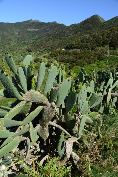 Prickly Pear Cactus, Mirador Altos de Baracn