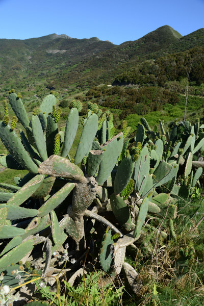 Prickly Pear Cactus, Mirador Altos de Baracán