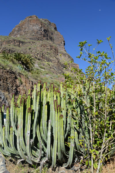 Cardons (Euphorbia canariensis) and Mountain, Masca