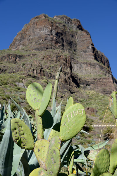 Mountain and Cactus, Masca