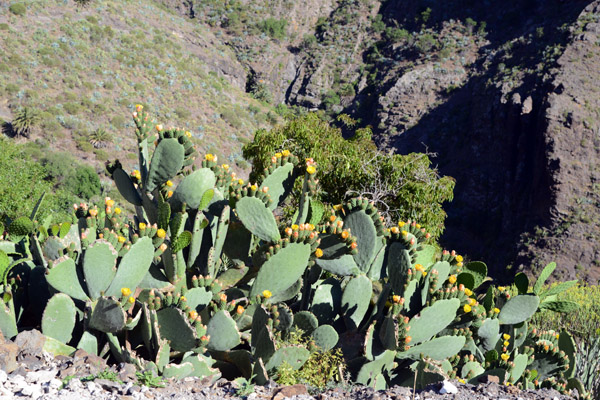 Prickly Pear Cactus in bloom, Masca