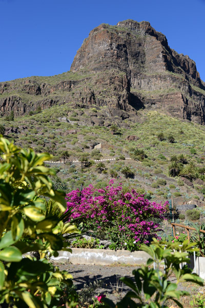 Flowers in the village of Masca