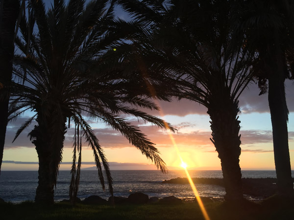 Sunset through palm trees, Playa de las Amricas