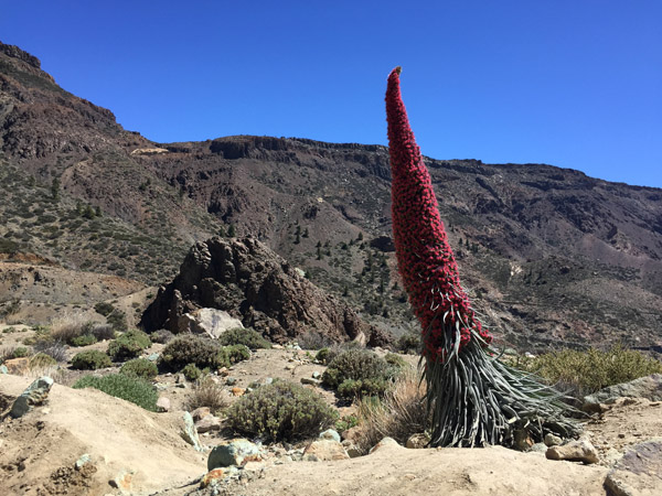 Teide National Park's iconic plant, the Red Bugloss