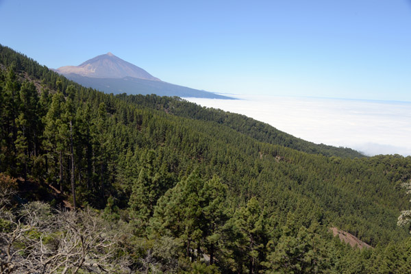 The island of Tenerife above a sea of clouds