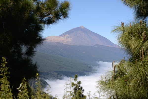Pico del Teide (3718m) through the pines of Tenerife