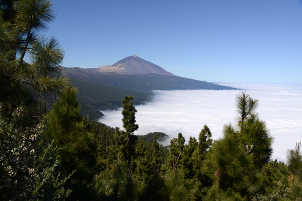 Pico del Teide and the pine forest of Tenerife above a sea of clouds
