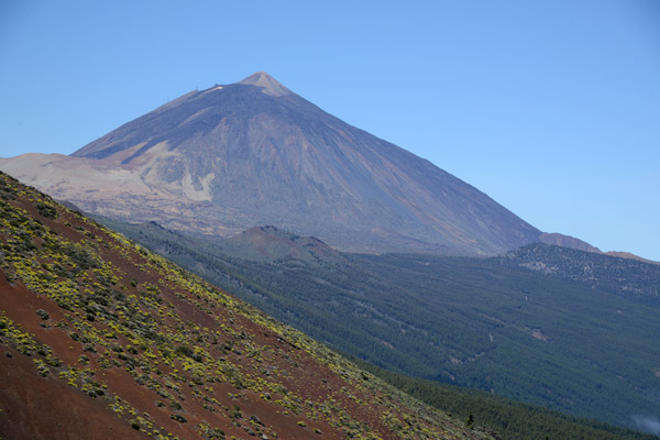 Rising above the tree line, Pico del Teide (3718m), Tenerife