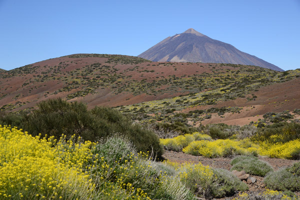 May through June is the best time for wildflowers, Teide National Park
