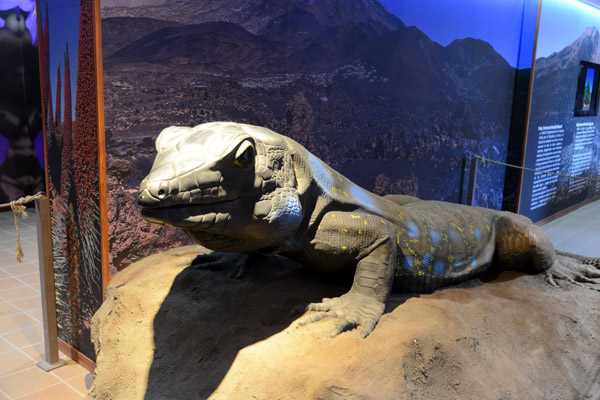 Tenerife Lizard (Gallotia galloti), El Portillo Visitor Center