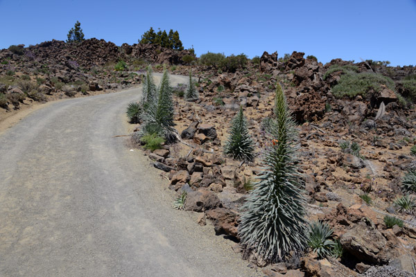 Portillo de la Villa Nature Trail, Teide National Park, Tenerife