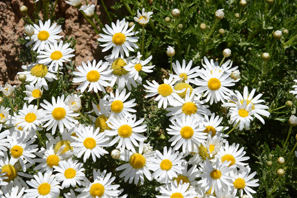 Teide daisy (Argyranthemum teneriffae), Tenerife