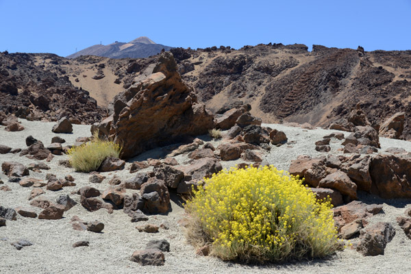 Flixweed (Descuraina bourgaeana), Teide National Park, Tenerife