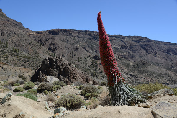 Red Bugloss (Echium wildpretii), Teide National Park