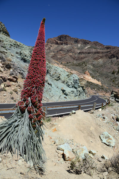 Red Bugloss (Echium wildpretii), Carretera de las Caadas del Teide