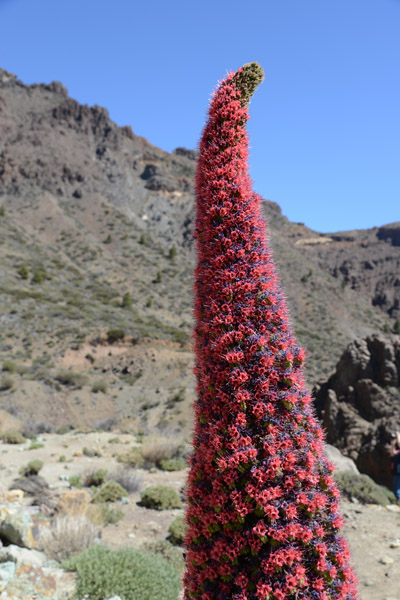 Red Bugloss (Echium wildpretii), P.N. del Teide
