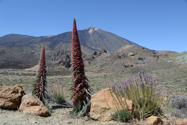 Red Bugloss (Echium wildpretii) with Pico del Teide, Tenerife