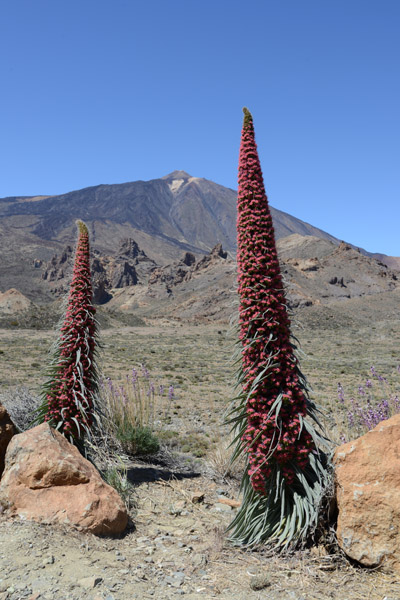 Red Bugloss (Echium wildpretii), P.N. del Teide