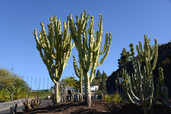 Cactus, TF-38, Chio, Tenerife