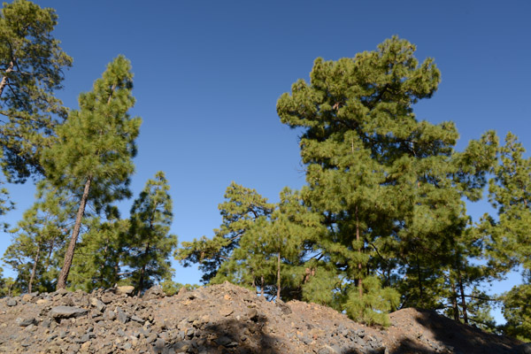 Climbing through the pine forest to Teide National Park, TF-38