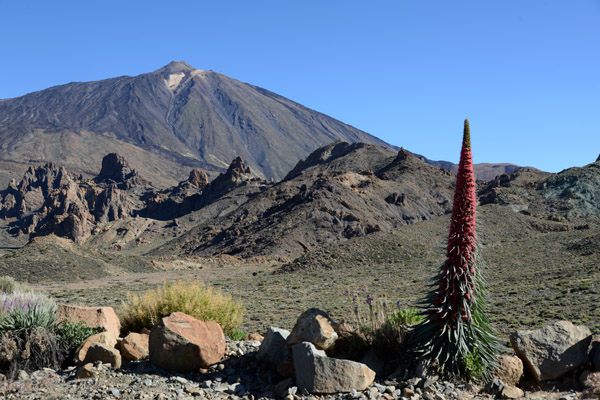 Pico del Teide with the Roques de Garca and a Red Bugloss plant
