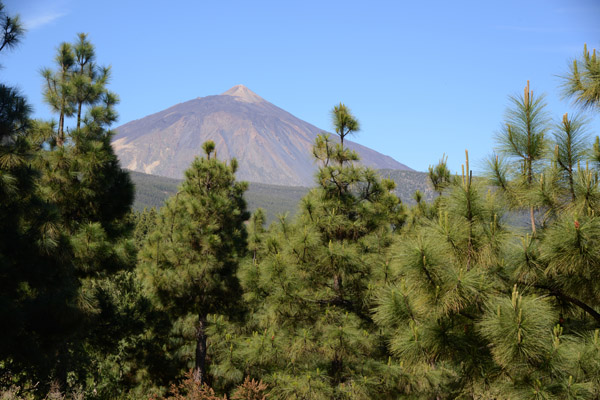 Pico del Teide with the pine forest, Tenerife