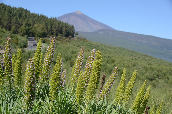 Echium auberianum, Parque Nacional del Teide, Tenerife