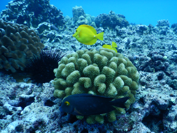 DiveHawaii Dec19 150.jpg