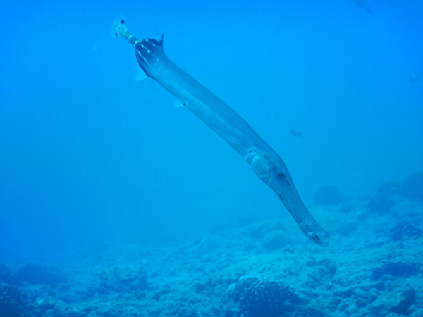 DiveHawaii Dec19 156.jpg